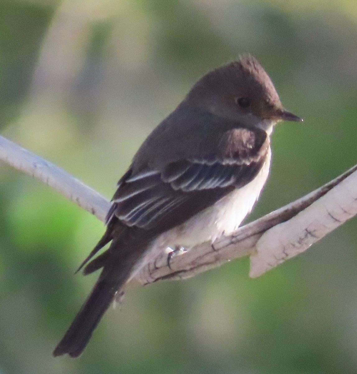 Western Wood-Pewee - ML636587831