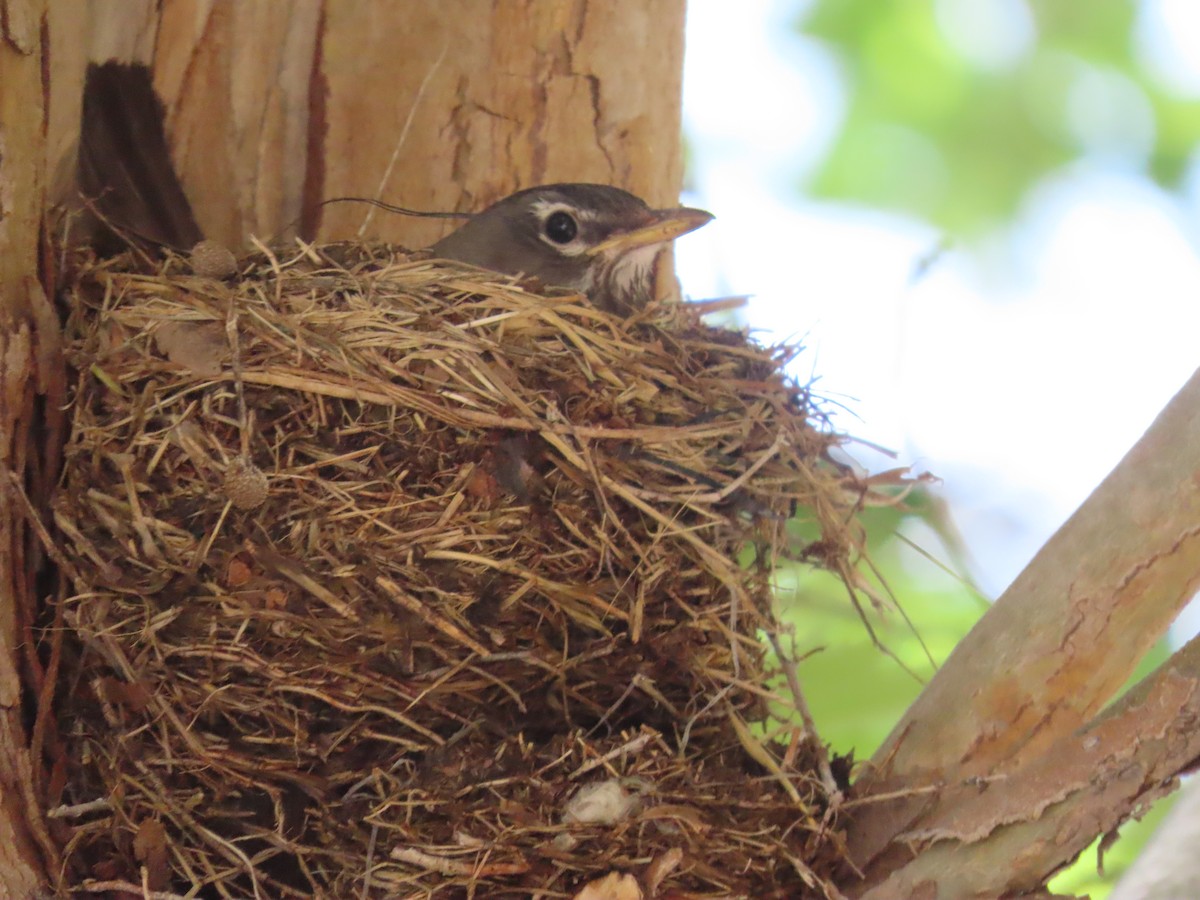 American Robin - ML636587870