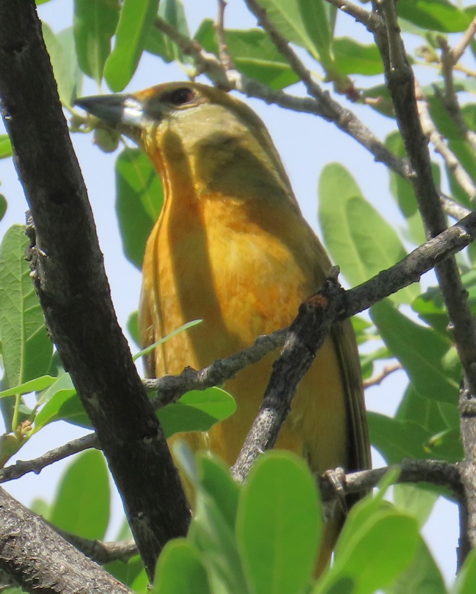 Summer Tanager - ML636587893
