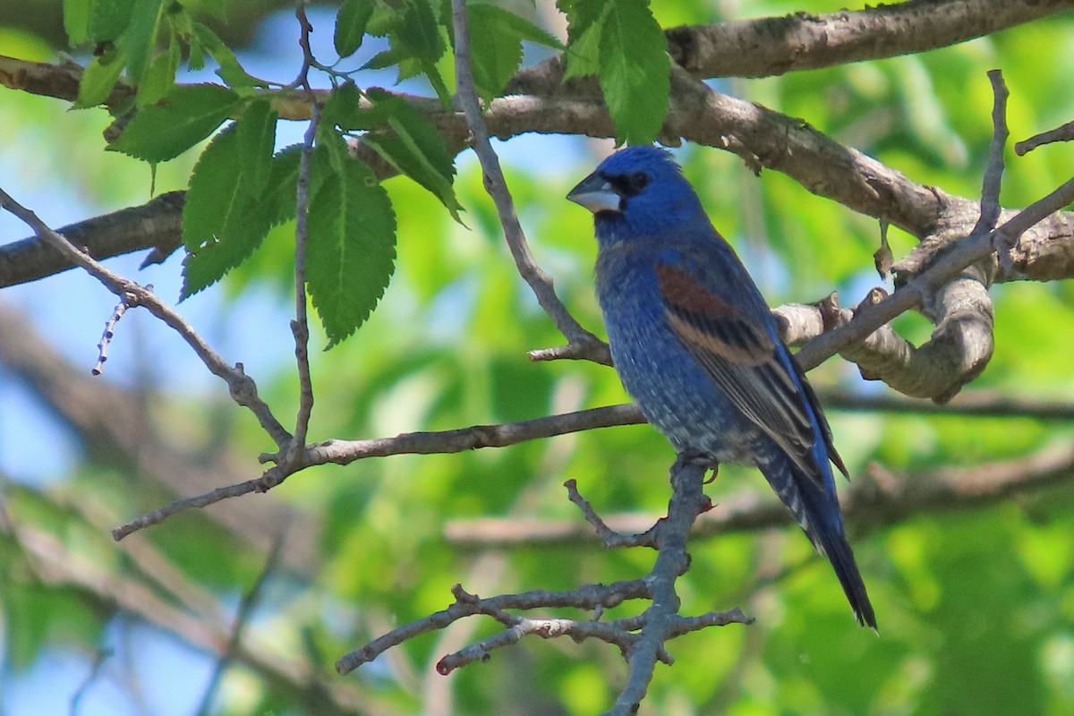 Blue Grosbeak - ML636587920