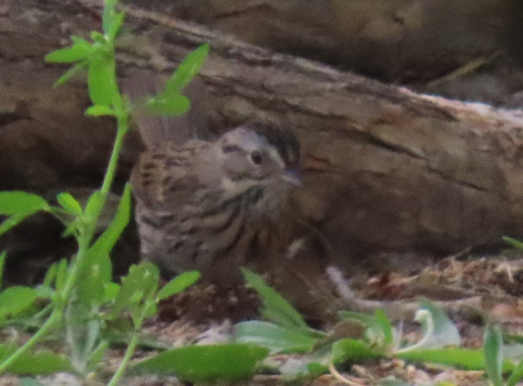 Lincoln's Sparrow - ML636587941