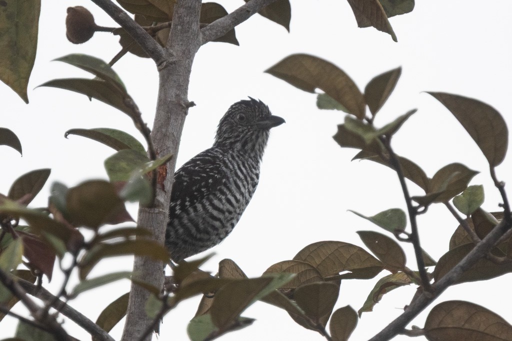 Barred Antshrike - ML636587946