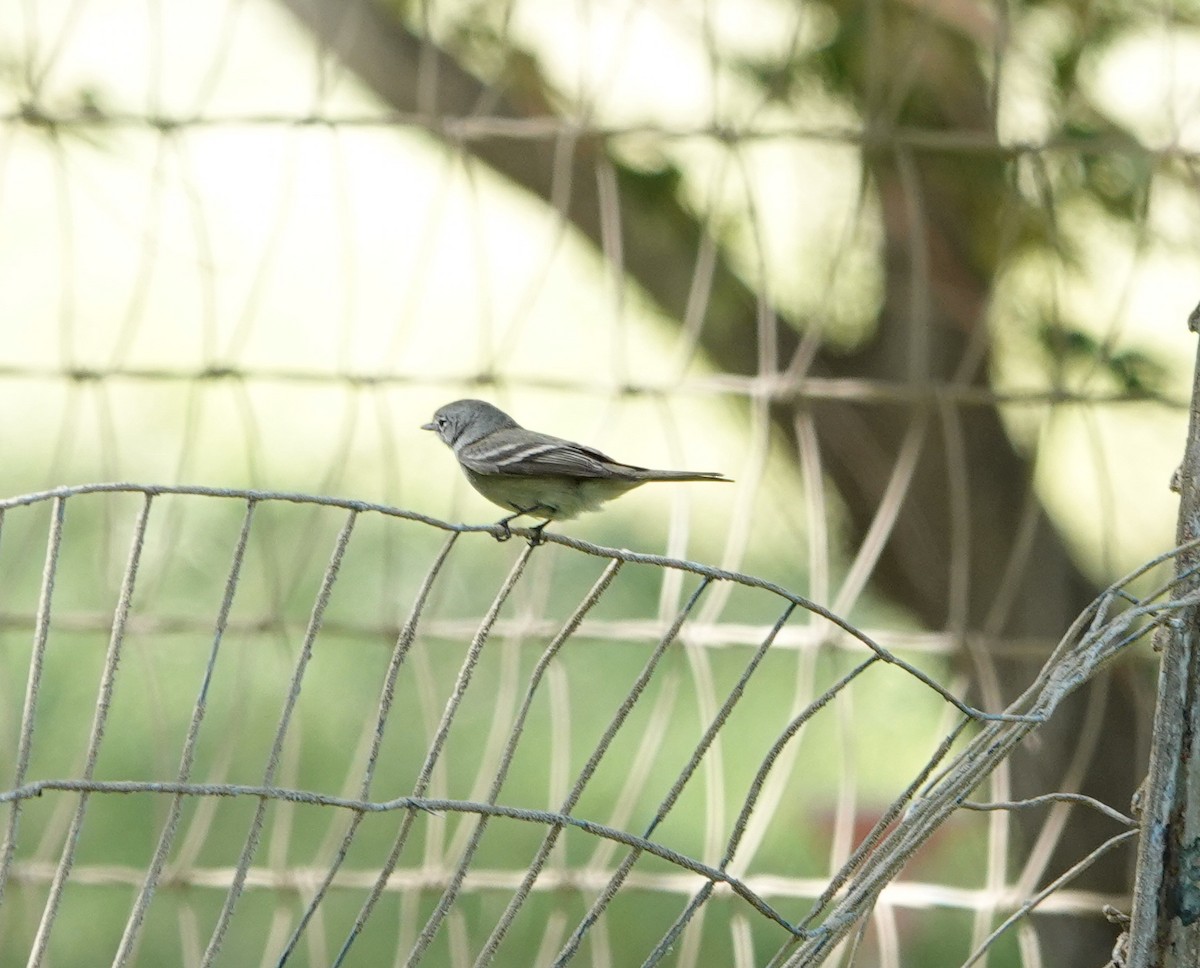 Dusky Flycatcher - ML636587964