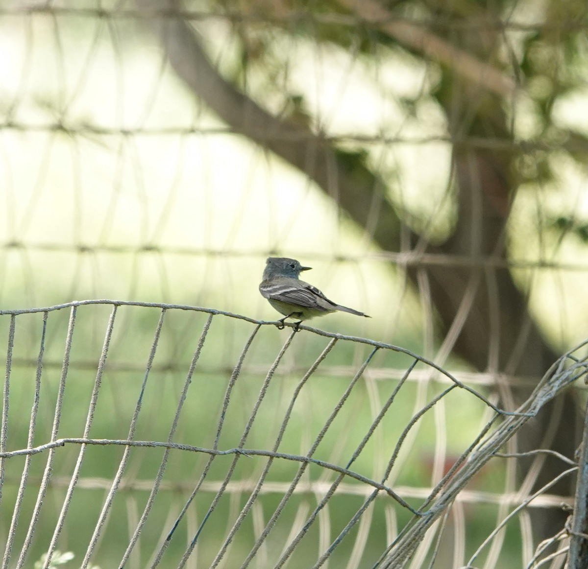 Dusky Flycatcher - ML636587965