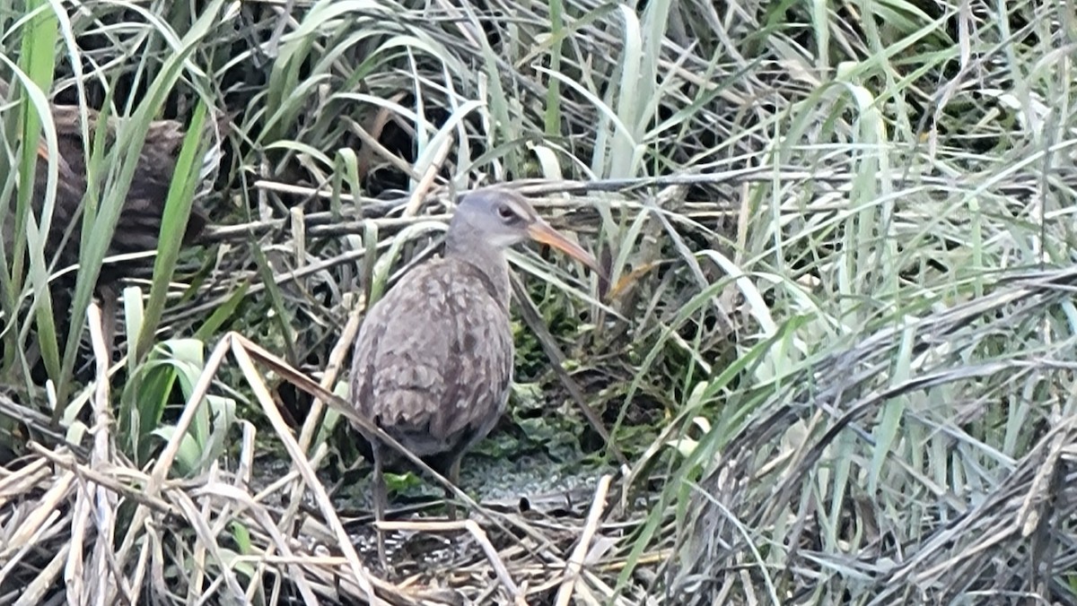 Clapper Rail - ML636588113