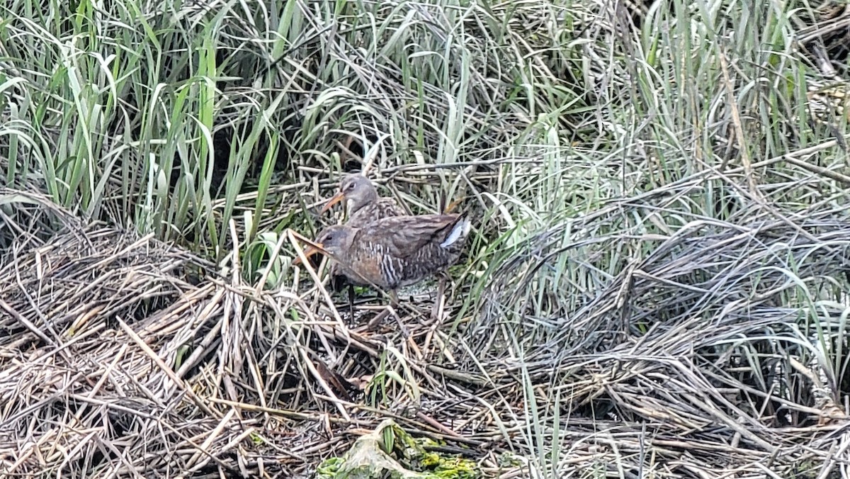 Clapper Rail - ML636588114