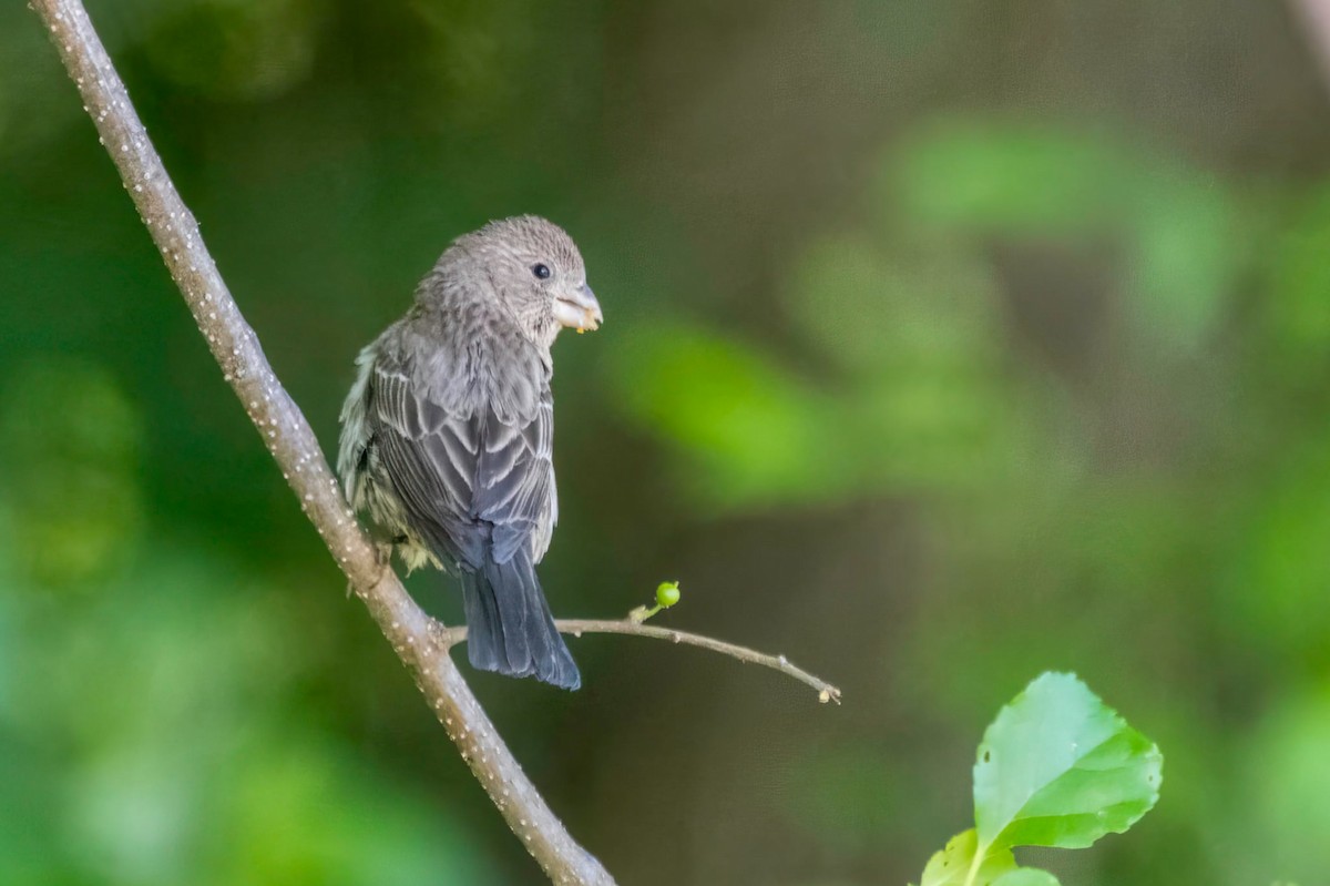 House Finch - ML636588178