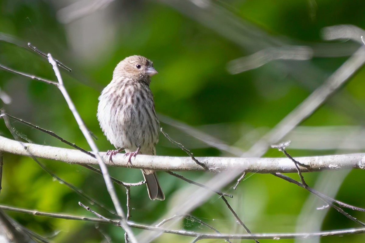 House Finch - ML636588195