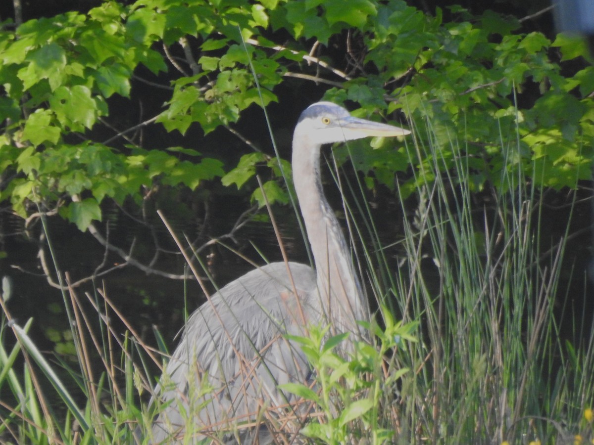 Great Blue Heron - ML636588217