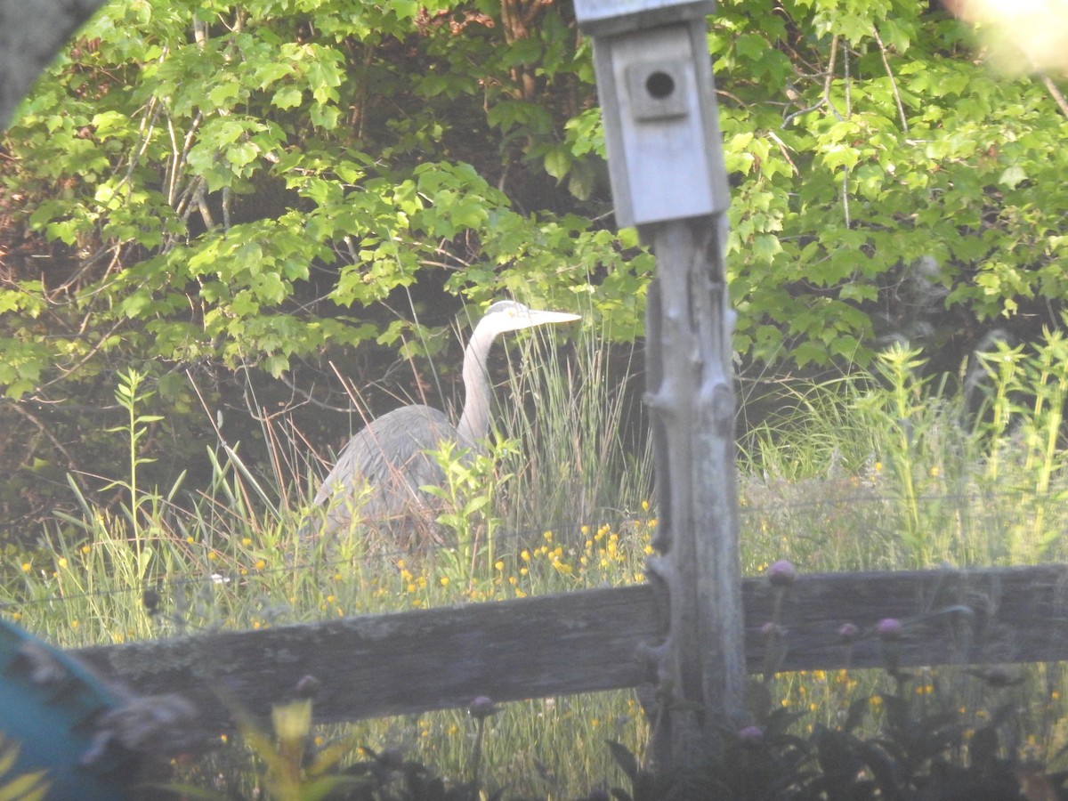 Great Blue Heron - ML636588218