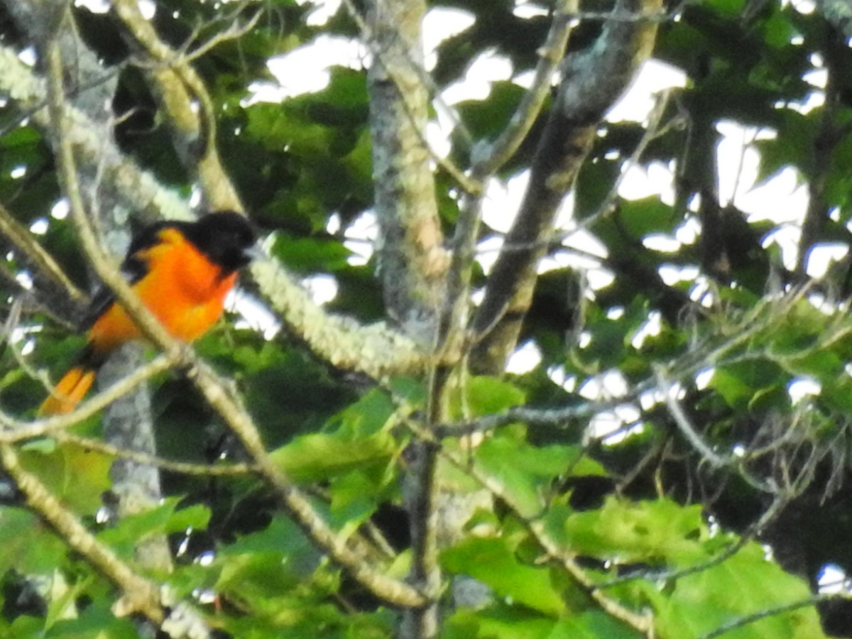 Baltimore Oriole - ML636588282