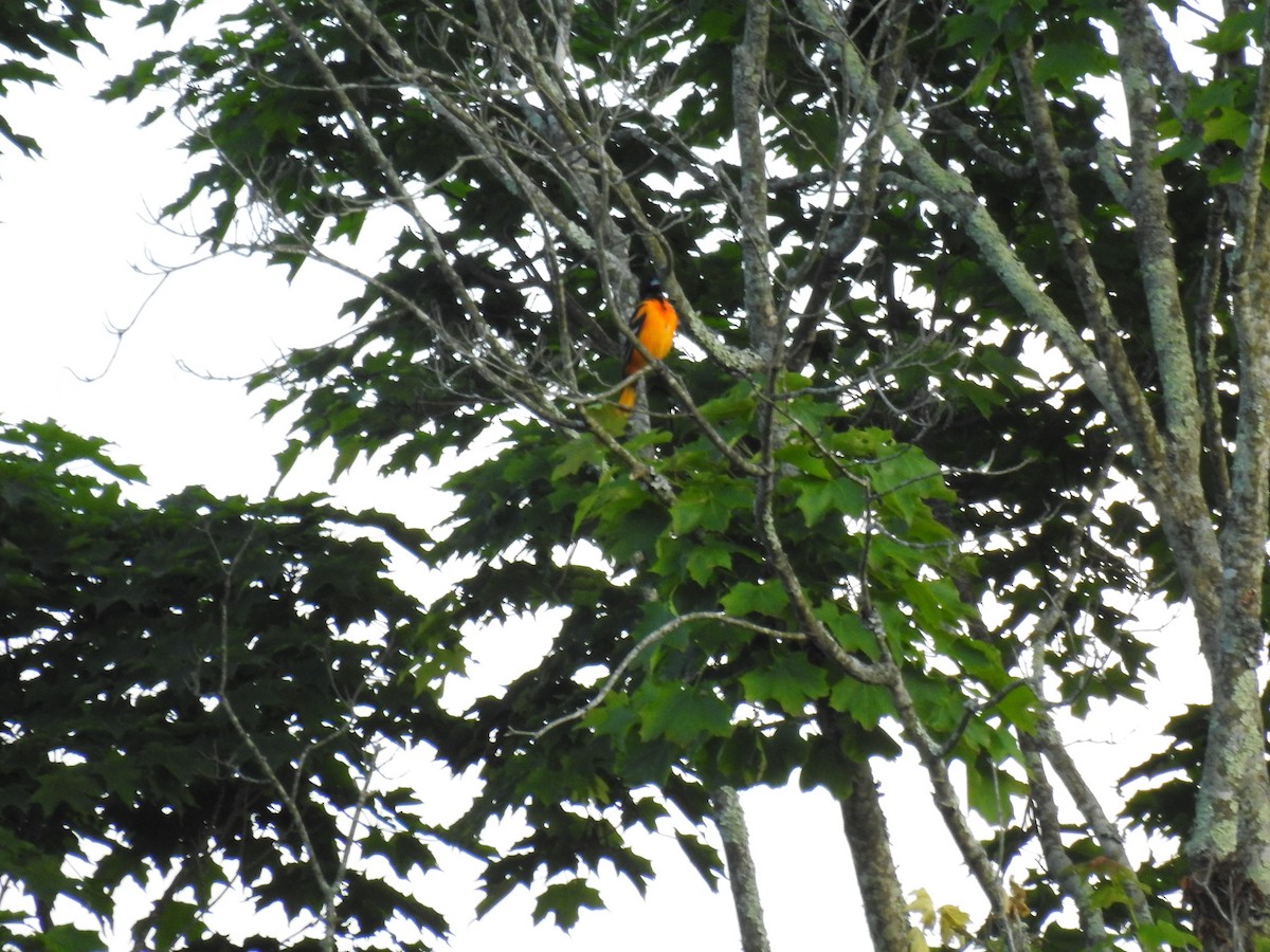 Baltimore Oriole - ML636588286