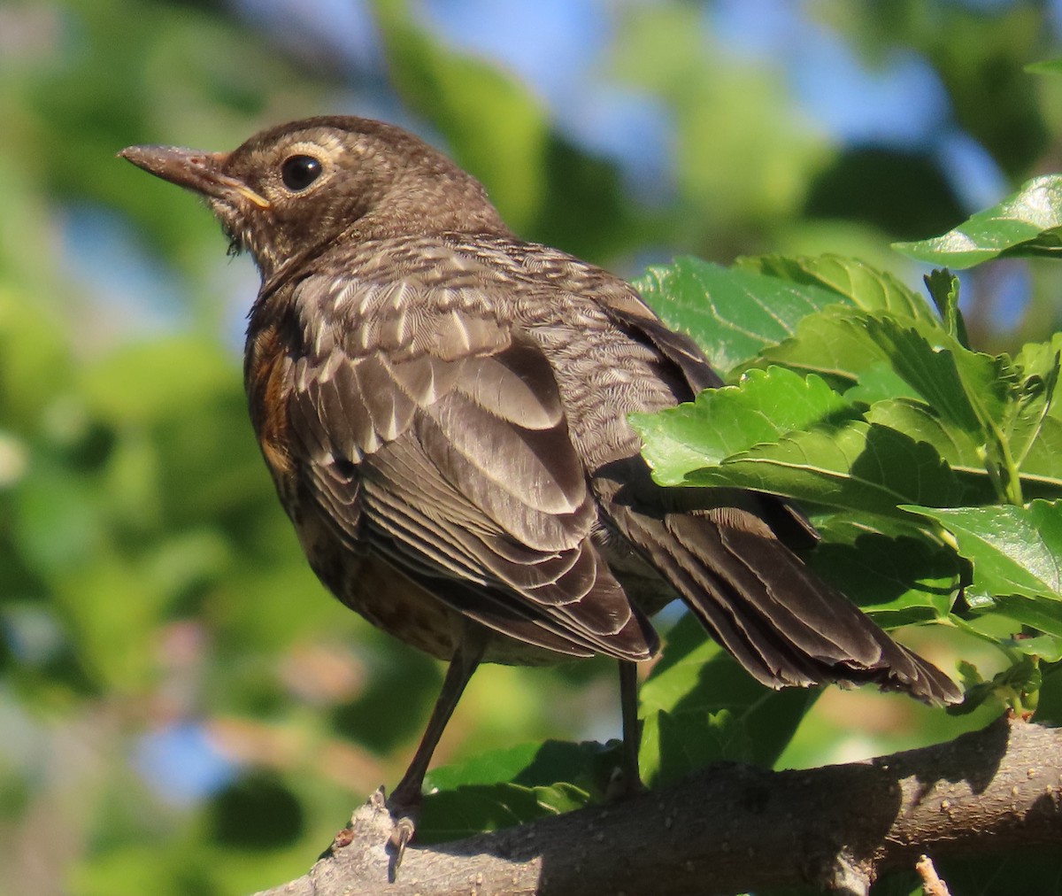 American Robin - ML636588310
