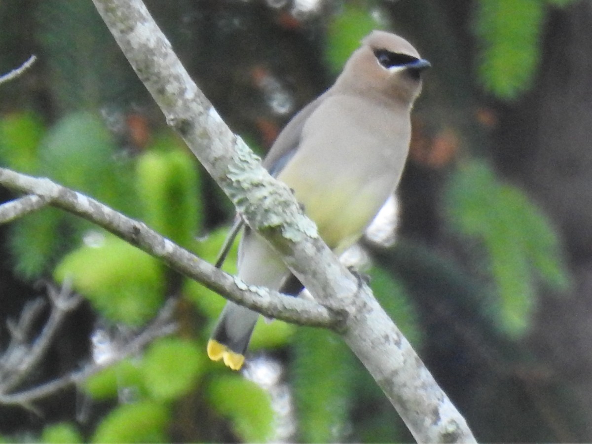 Cedar Waxwing - ML636588313