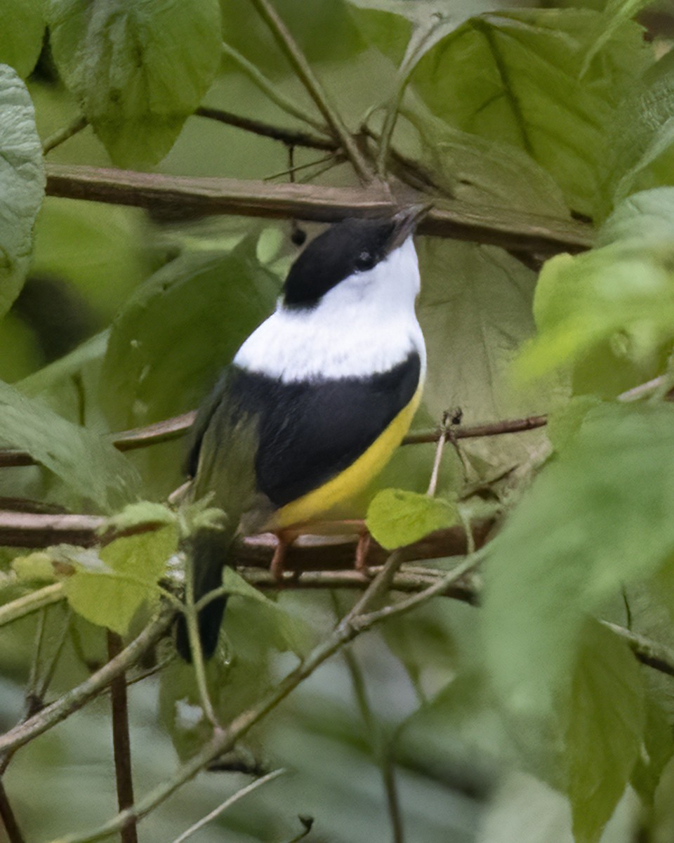 White-collared Manakin - ML636588315
