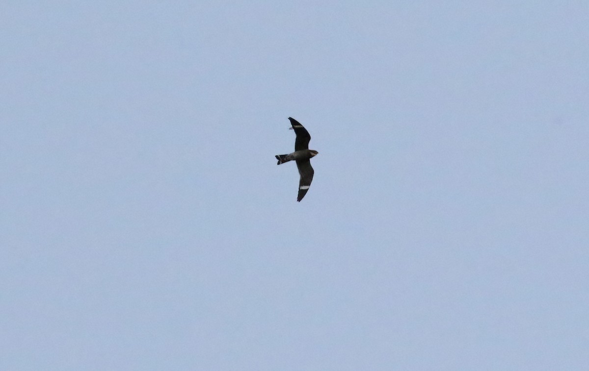 Common Nighthawk - ML636588327