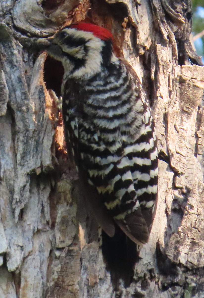 Ladder-backed Woodpecker - ML636588344