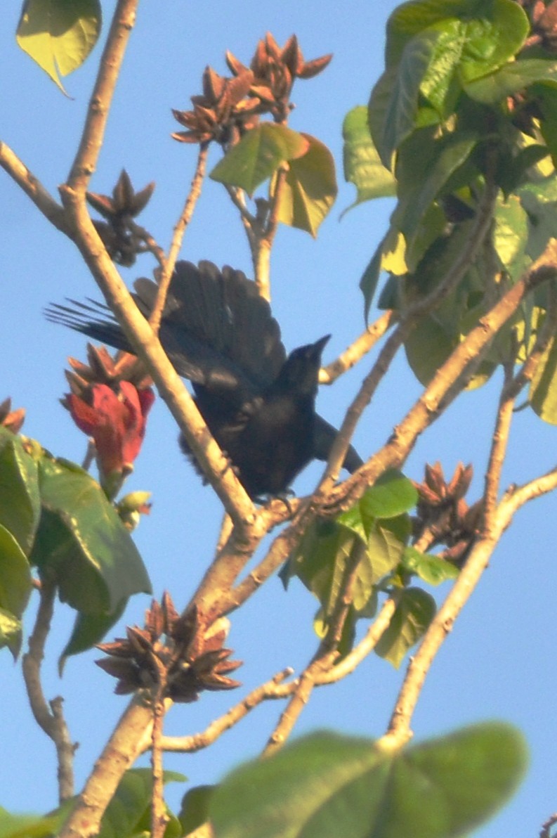 Cuban Blackbird - ML636588364
