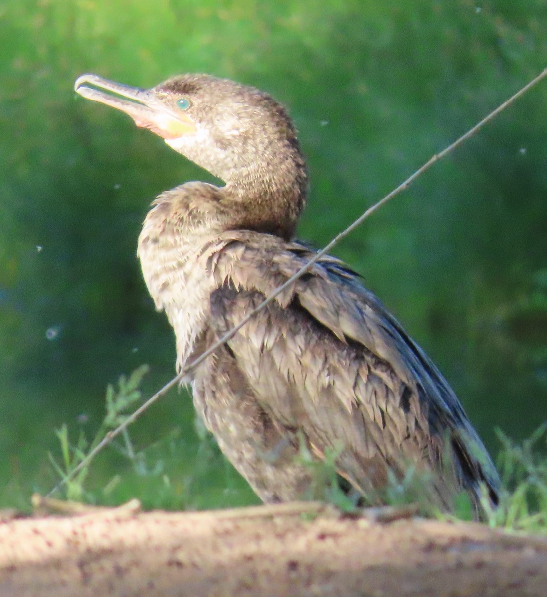 Double-crested Cormorant - ML636588369