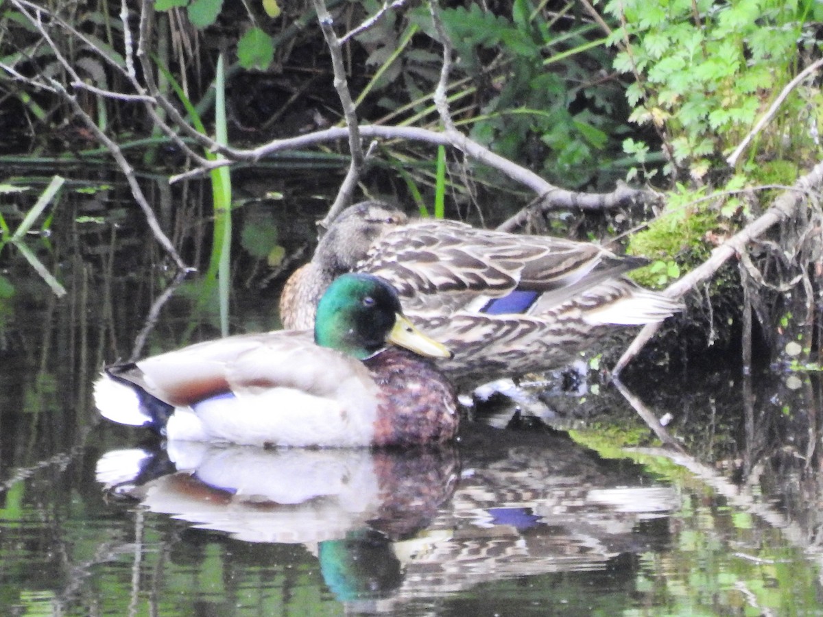 Mallard - ML636588374