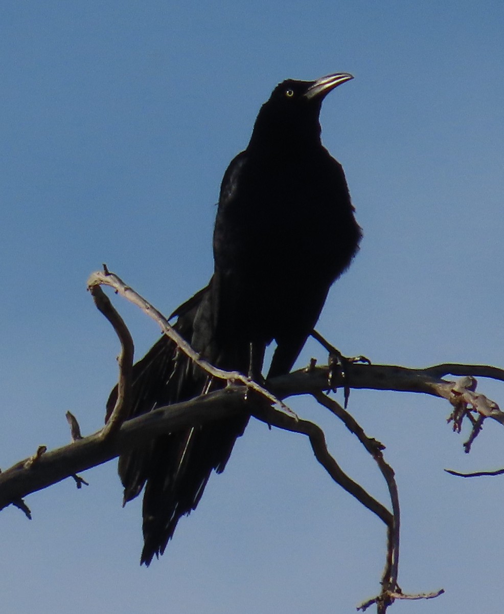 Great-tailed Grackle - ML636588402