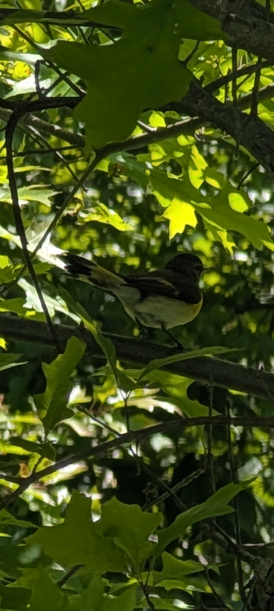 American Redstart - ML636588412