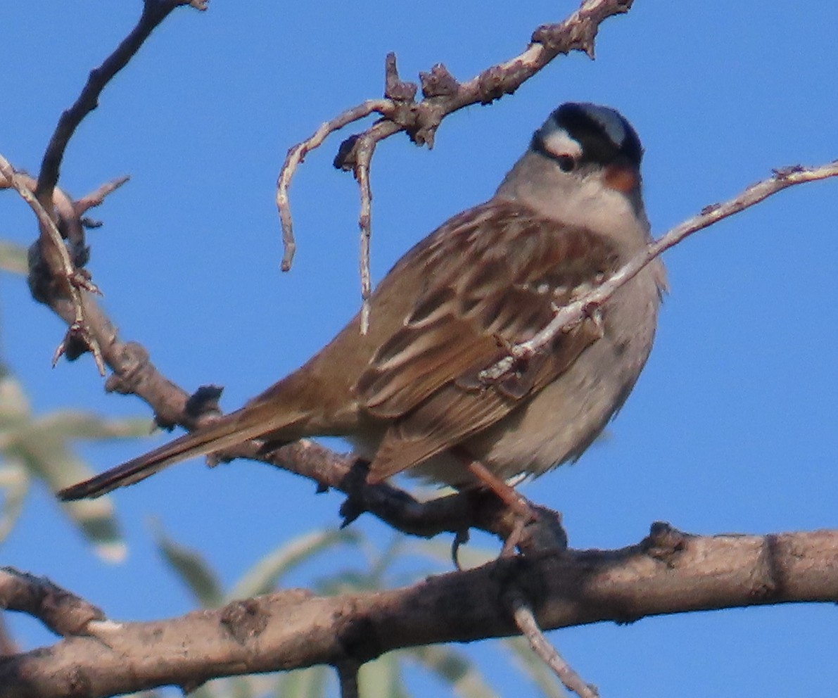 White-crowned Sparrow - ML636588423