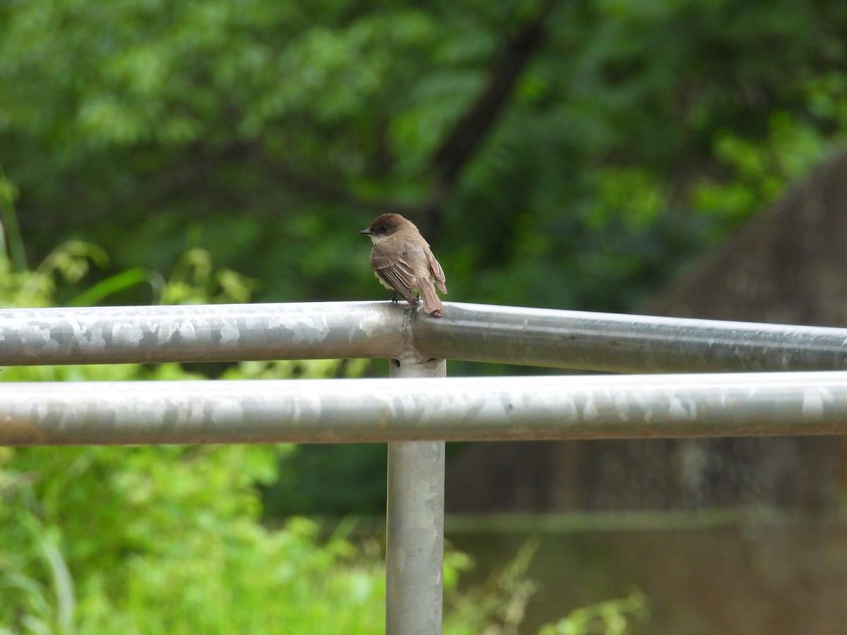 Eastern Phoebe - ML636588427