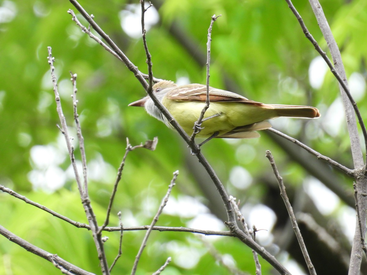 Great Crested Flycatcher - ML636588440