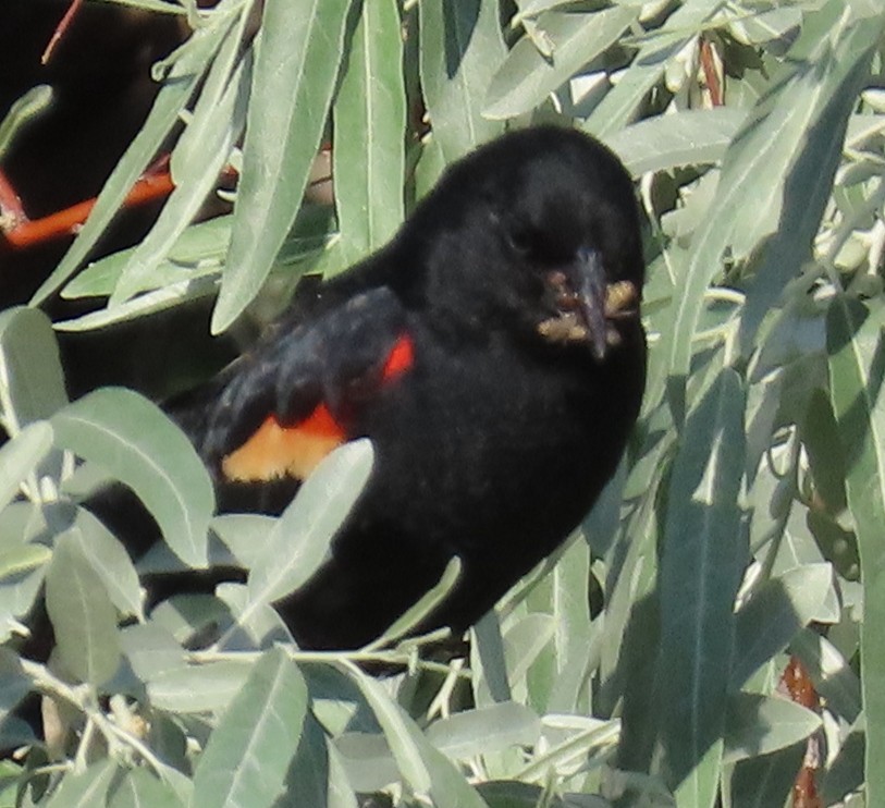 Red-winged Blackbird - ML636588445