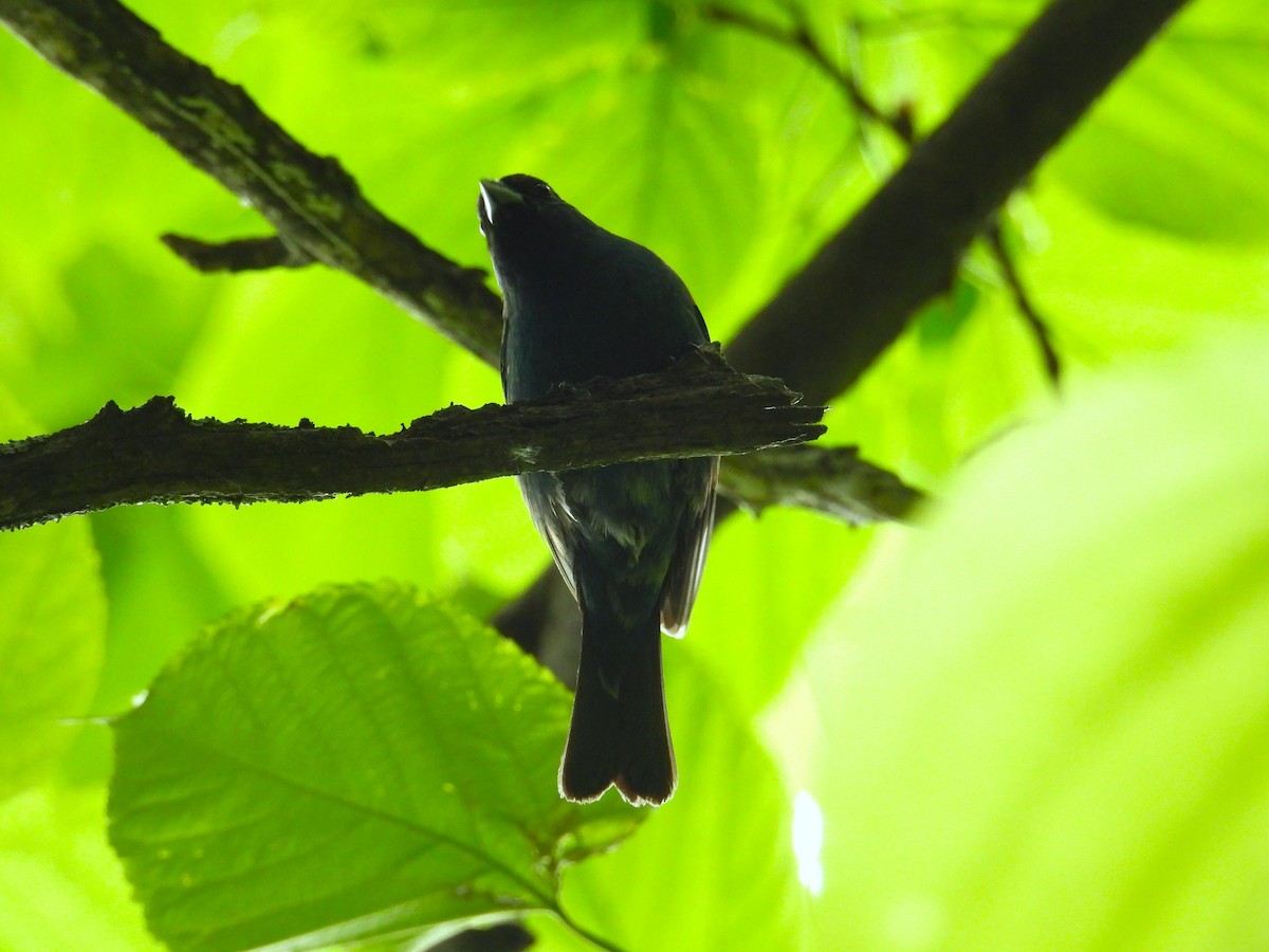Indigo Bunting - ML636588450