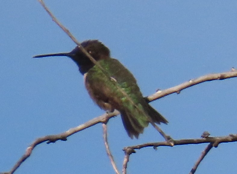 Black-chinned Hummingbird - ML636588463