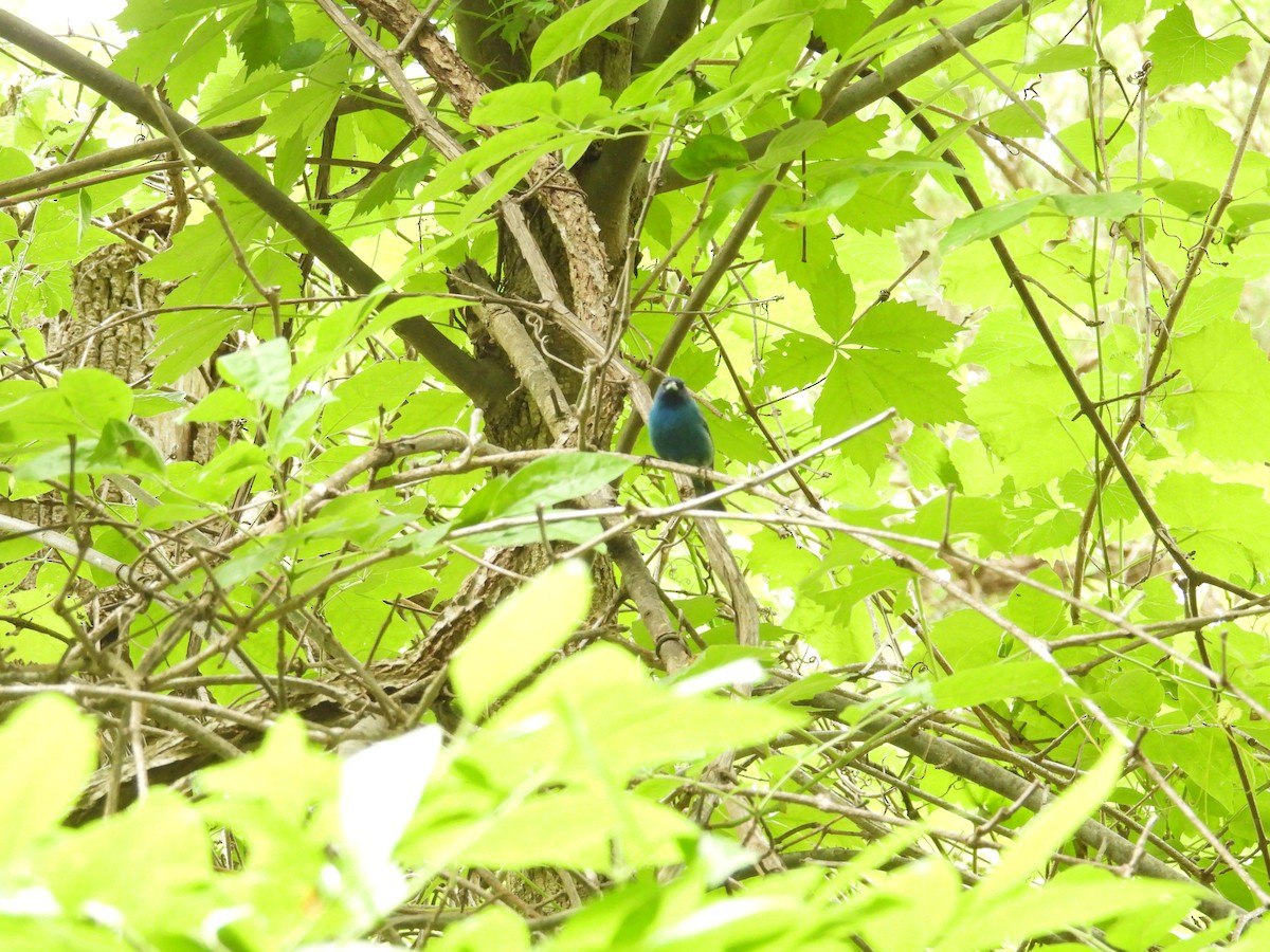 Indigo Bunting - ML636588473