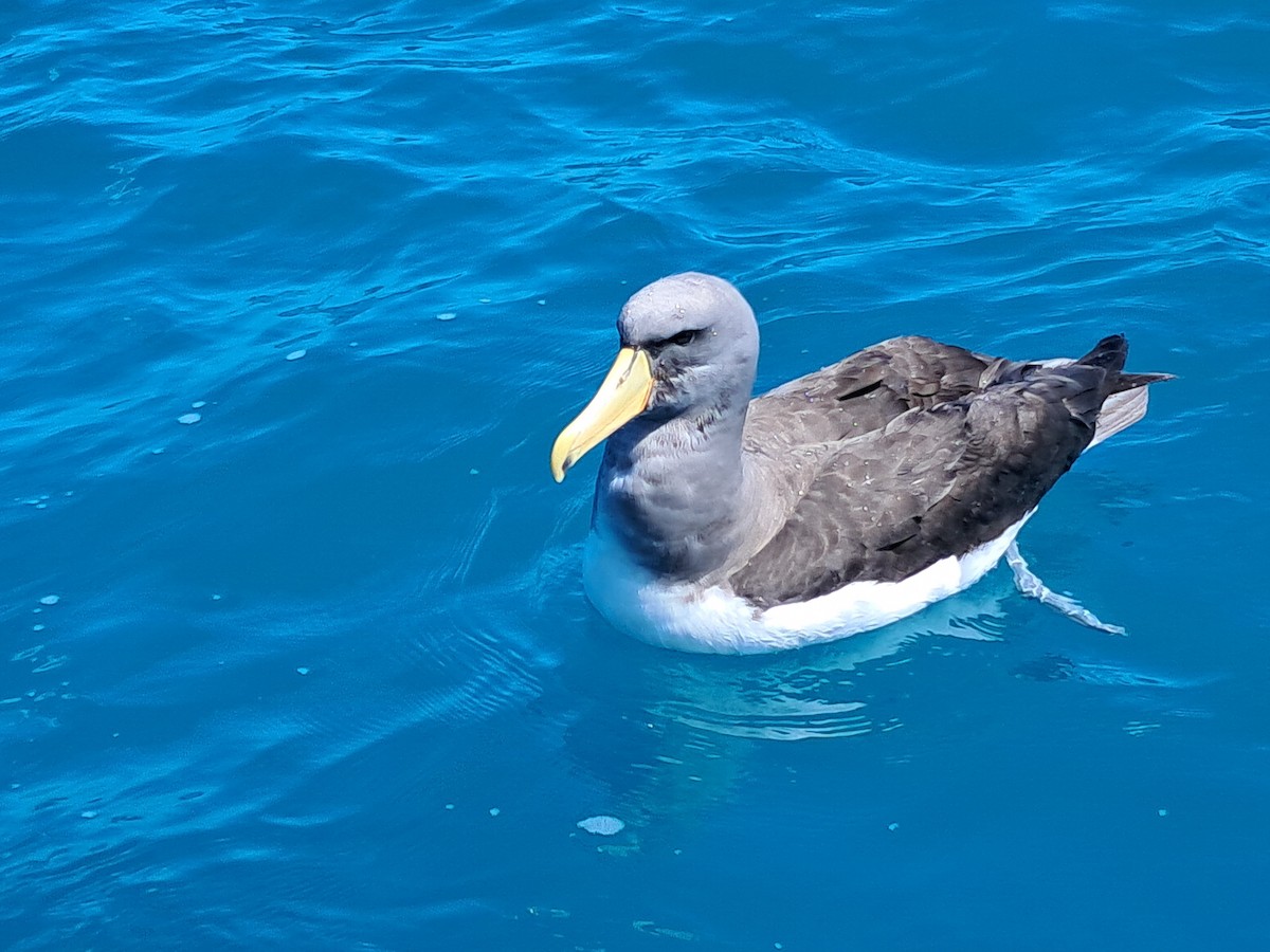 Chatham Albatross - ML636588487