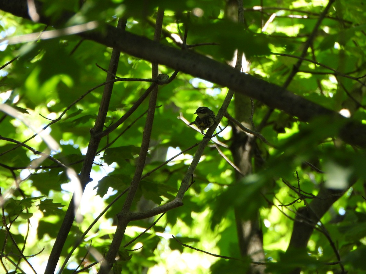 Yellow-rumped Warbler - ML636588503