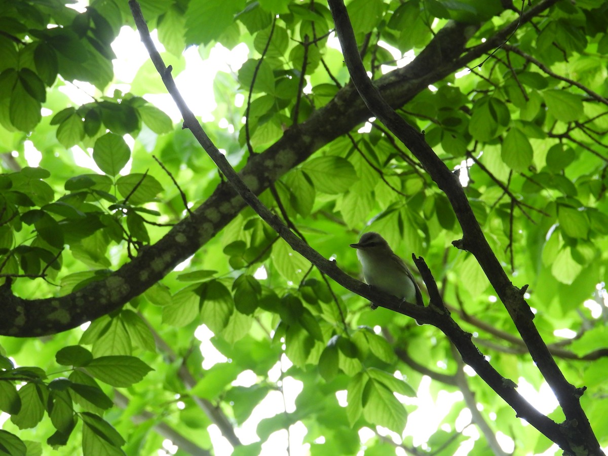 Red-eyed Vireo - ML636588546
