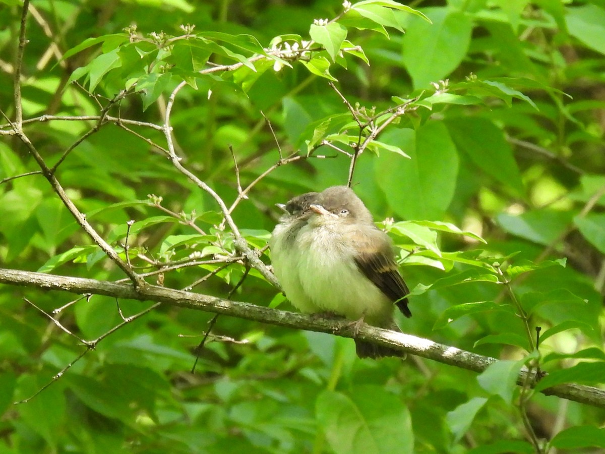Eastern Phoebe - ML636588565