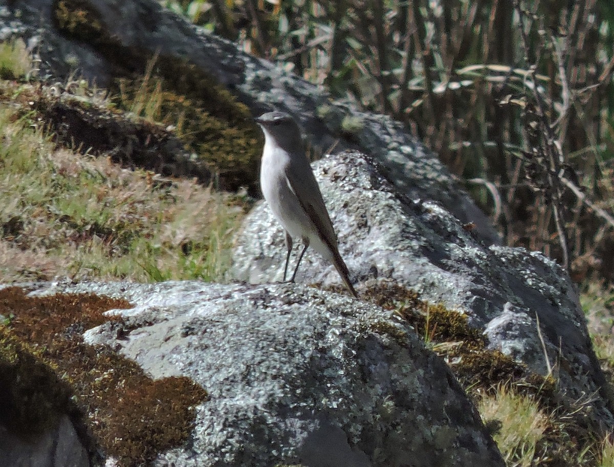 Cinereous Ground-Tyrant - ML636588572