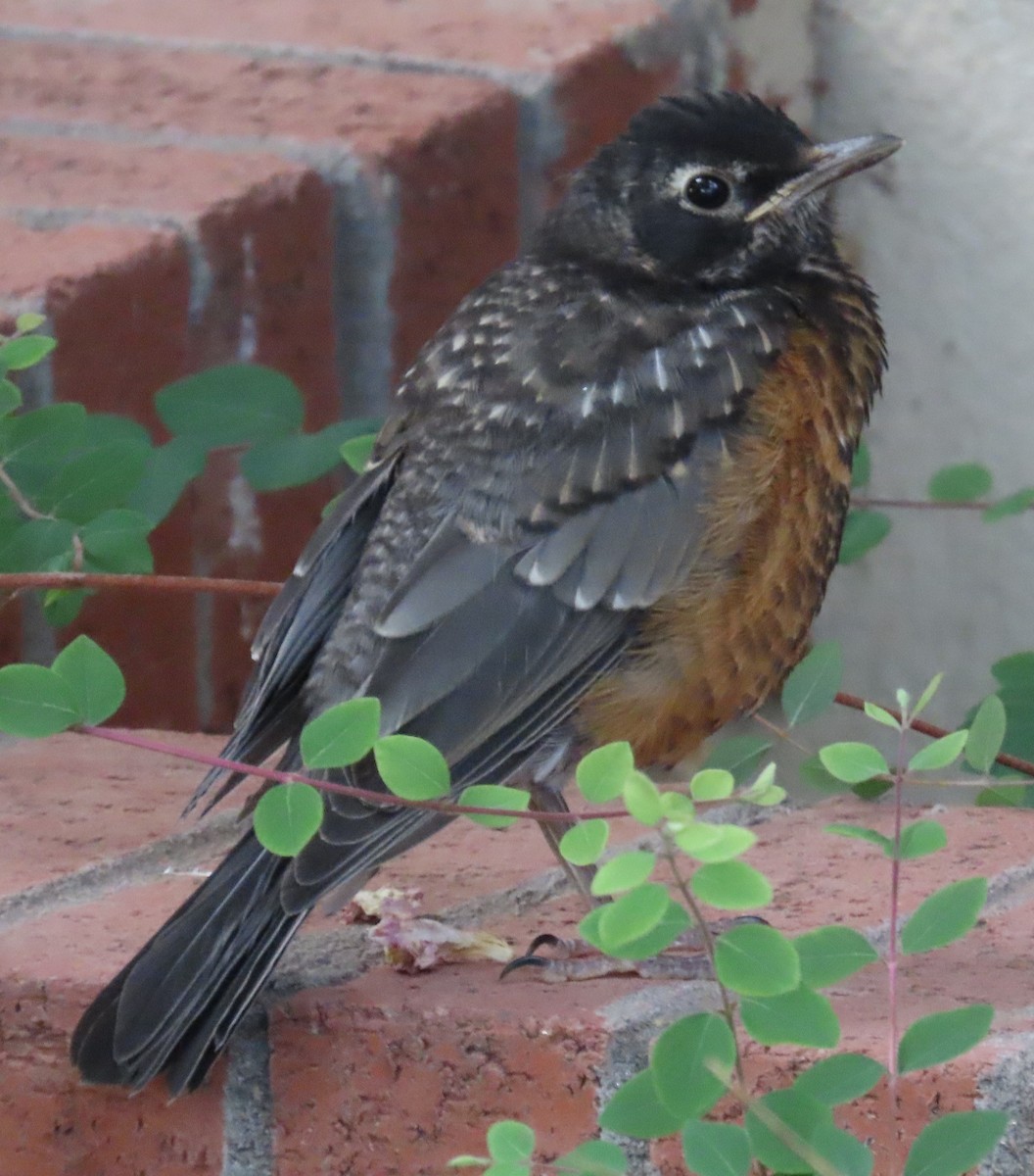 American Robin - ML636588591