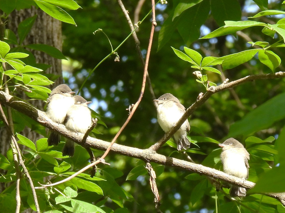 Eastern Phoebe - ML636588598