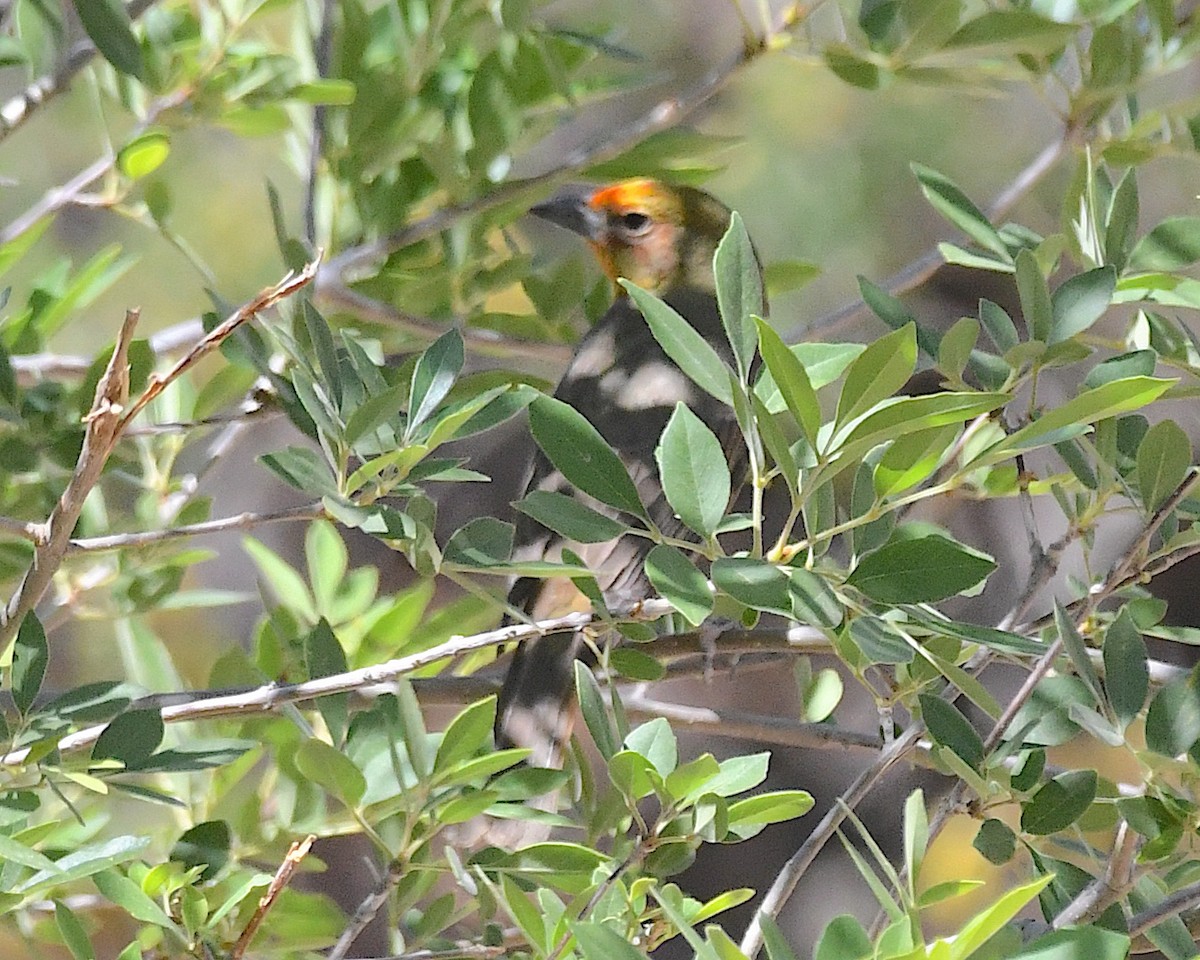 tanager sp. (Piranga sp.) - ML636588614