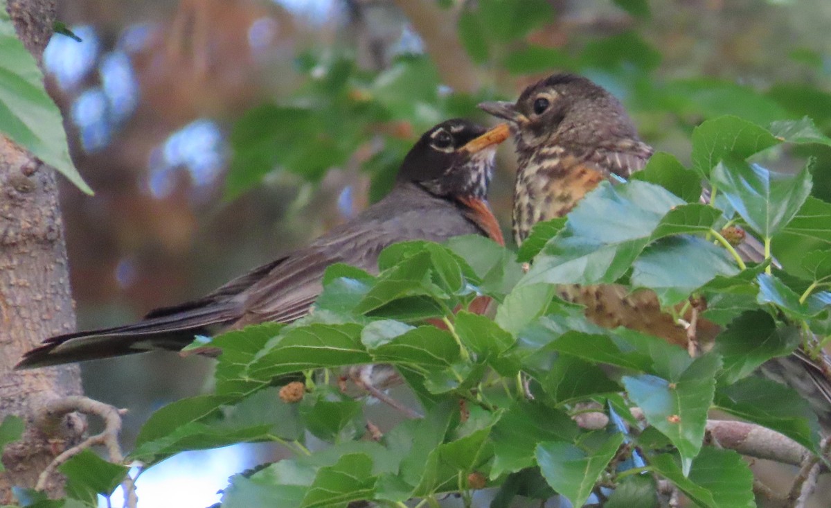 American Robin - ML636588624
