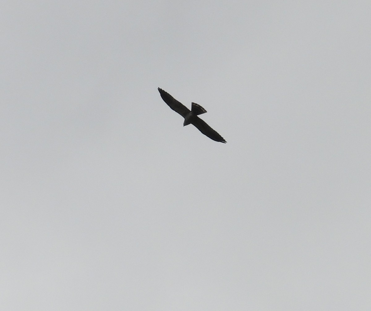 Mississippi Kite - ML636588629