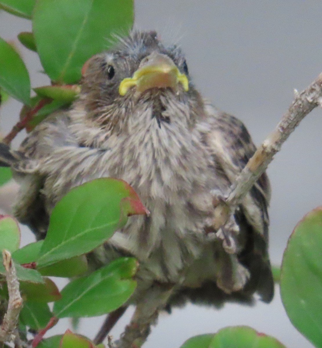 House Finch - ML636588658