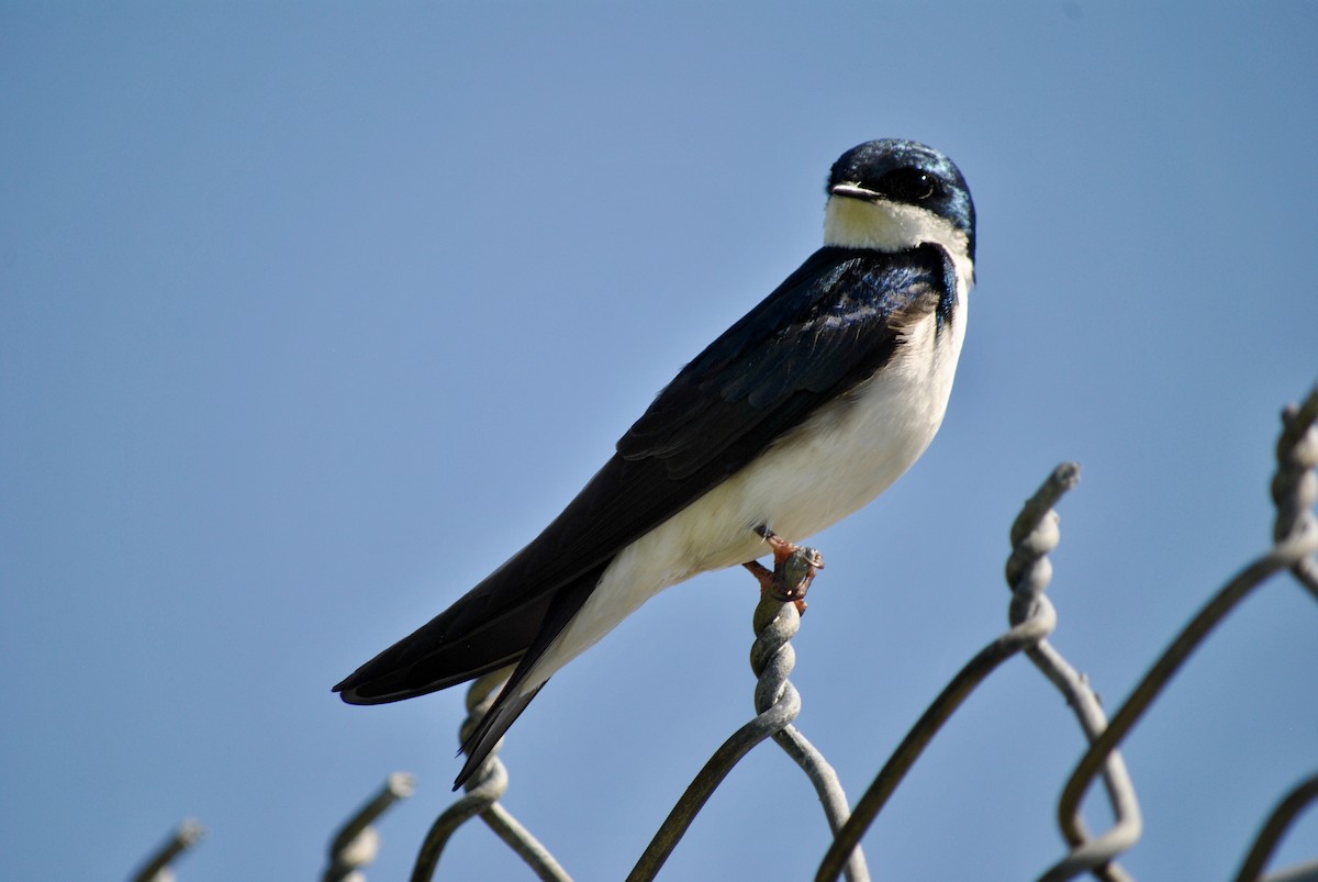 Tree Swallow - ML636588666