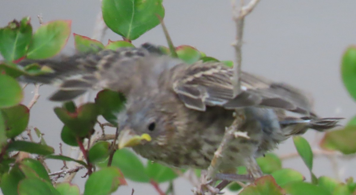 House Finch - ML636588669