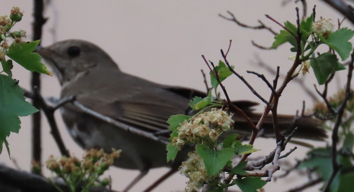 Hermit Thrush - ML636588690