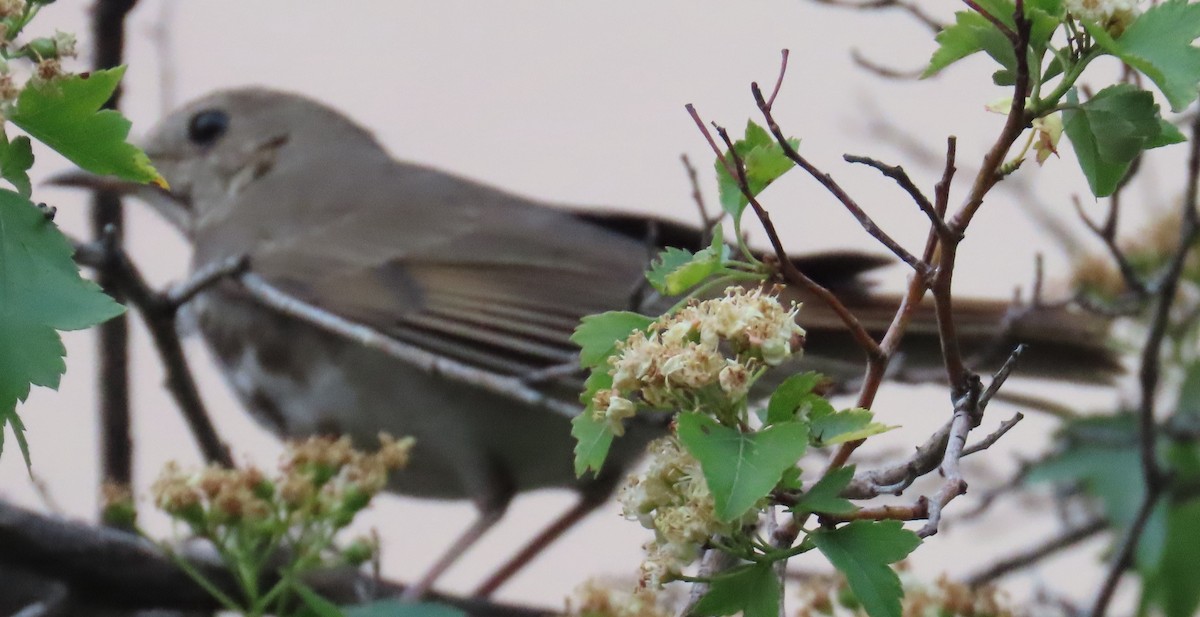 Hermit Thrush - ML636588692