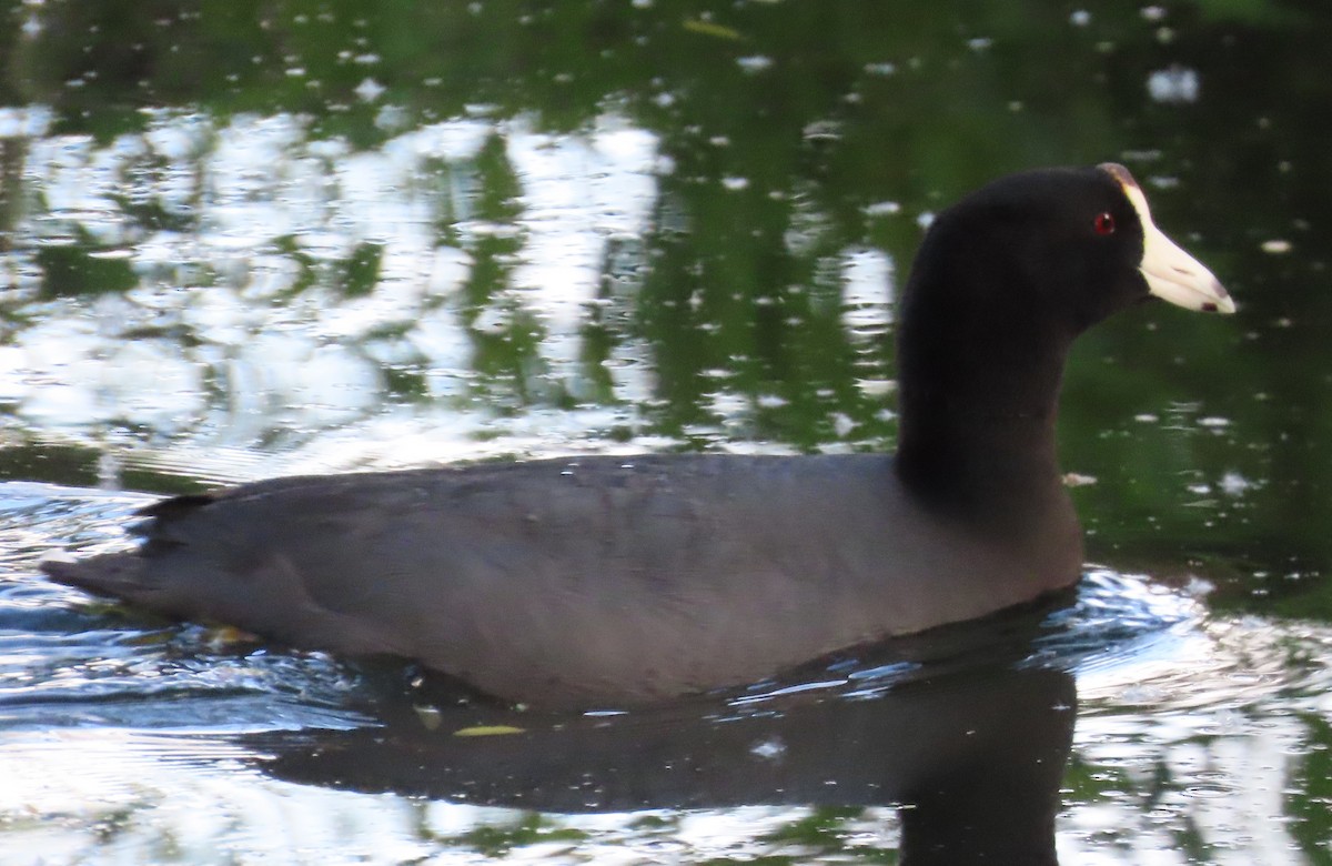 American Coot - ML636588716
