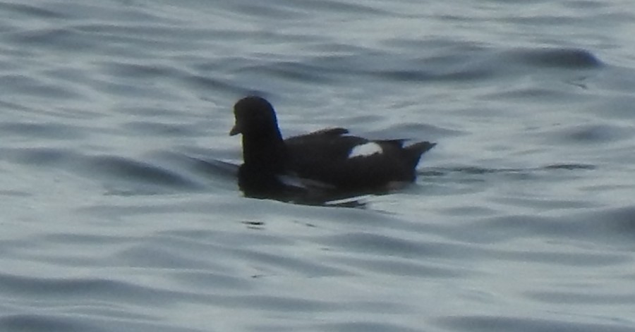 Pigeon Guillemot - ML636588727
